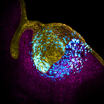 A microscopic view of multiplying cells in mouse tooth enamel.